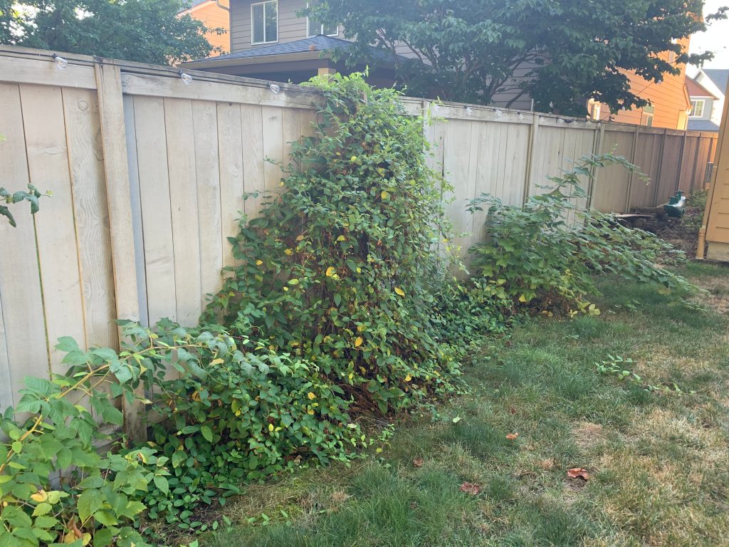 Invasive blackberry removal and brush clearing services in Clark County and Washougal, WA.